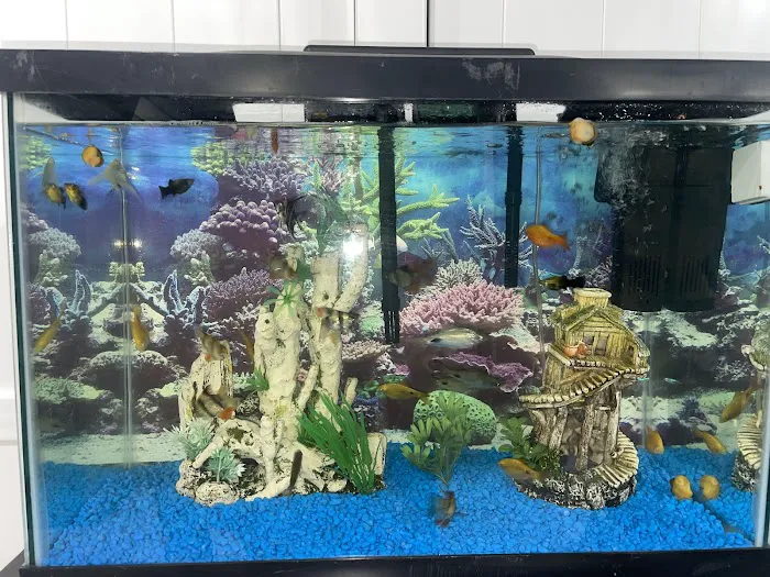 Aquazul Tropical Fish LLC Picture 2