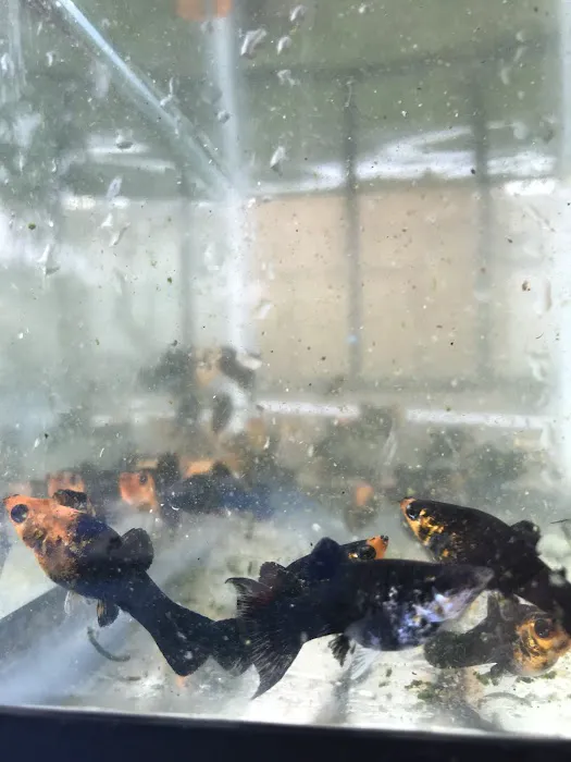 Aquazul Tropical Fish LLC Picture 9