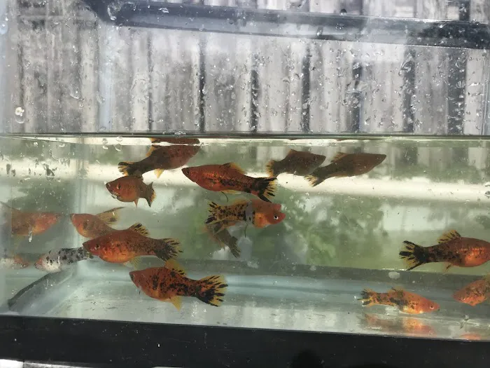 Aquazul Tropical Fish LLC Picture 1