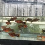 Aquazul Tropical Fish LLC