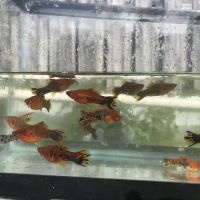Aquazul Tropical Fish LLC ico