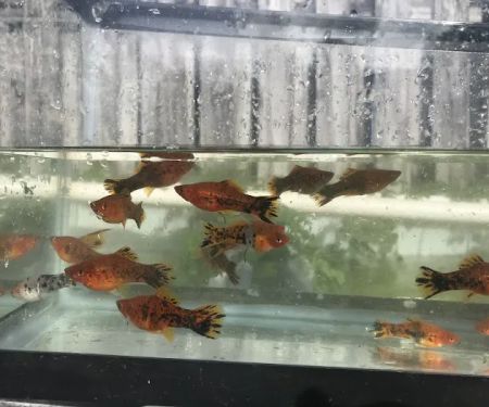 Aquazul Tropical Fish LLC