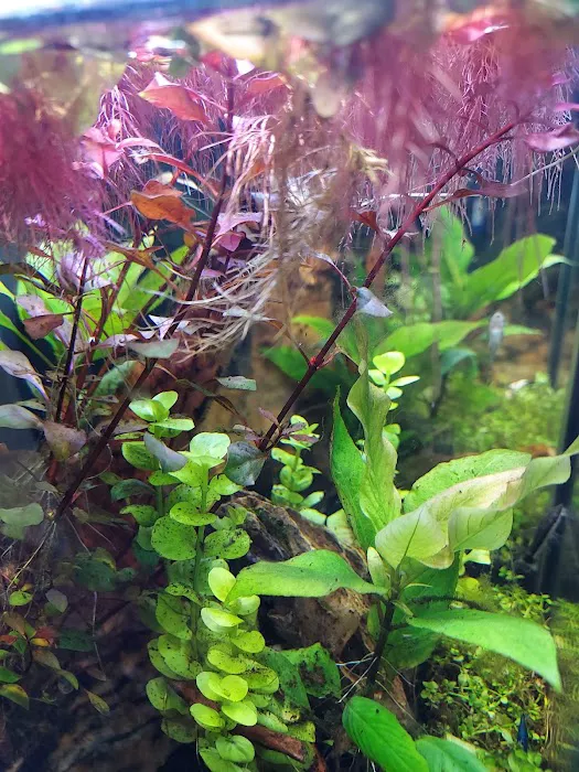 AGA Aquarium Service Picture 10