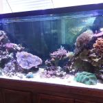 AGA Aquarium Service