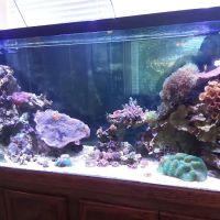 AGA Aquarium Service ico