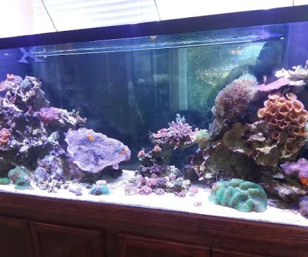 AGA Aquarium Service