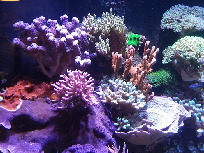 AGA Aquarium Service Picture 4