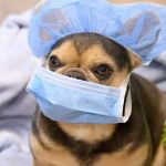 Oath Animal Hospital