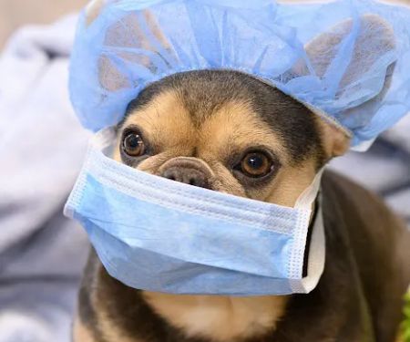 Oath Animal Hospital