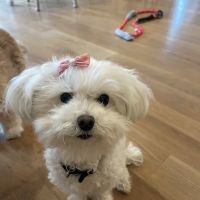 Long Island Animal Hospital ico