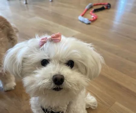Long Island Animal Hospital
