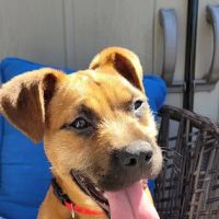 Carman Avenue Veterinary Hospital ico