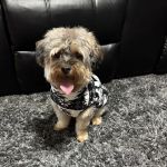 Levittown Animal Hospital