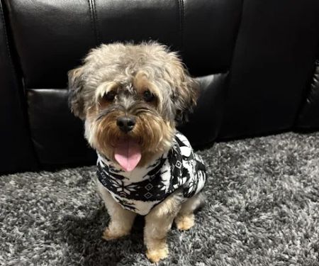 Levittown Animal Hospital