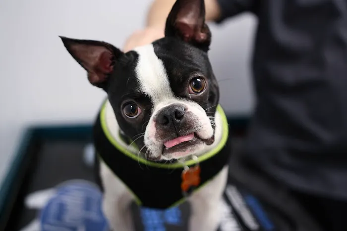 Levittown Animal Hospital Picture 4