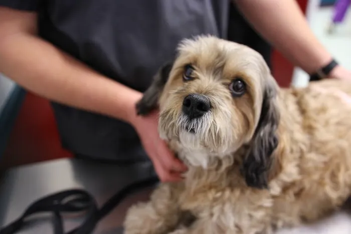 Levittown Animal Hospital Picture 8