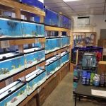 St. Pete Saltwater Aquarium Store