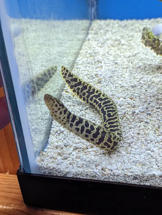 St. Pete Saltwater Aquarium Store Picture 2