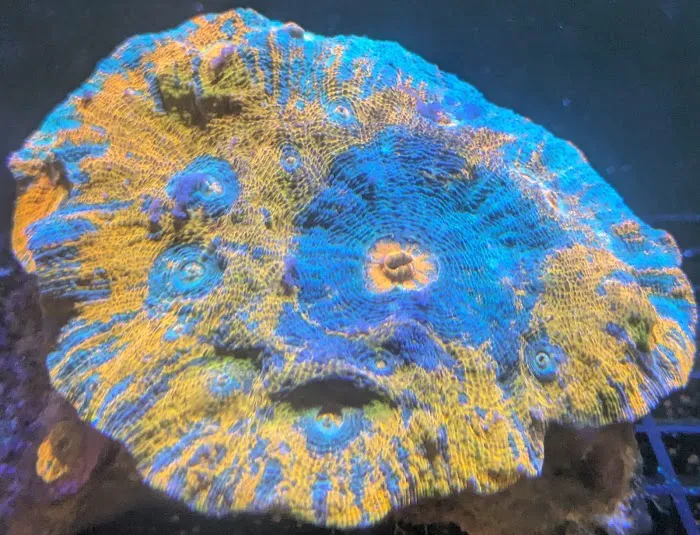 St. Pete Saltwater Aquarium Store Picture 8