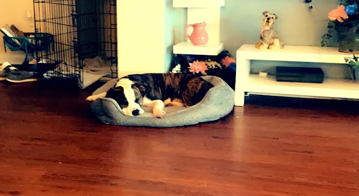The First Place For Pets Picture 4