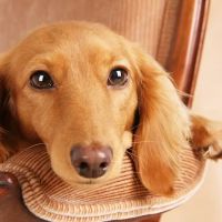 Village Animal Hospital of Jericho ico