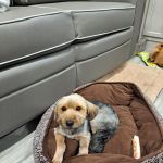 Petco