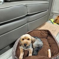 Petco ico