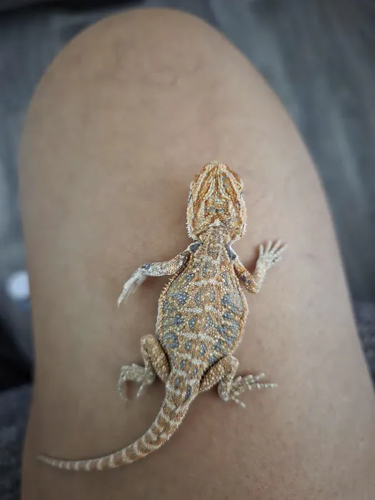 Animal Ventures Picture 1