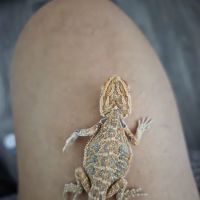 Animal Ventures ico