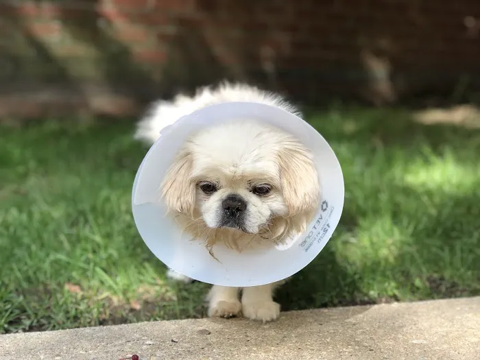 Veterinary Referral & Emergency Center of Westbury Picture 2