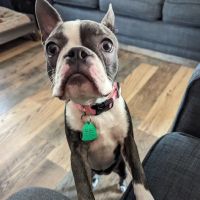 Veterinary Referral & Emergency Center of Westbury ico