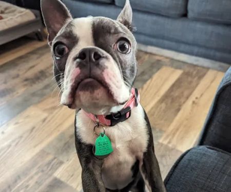 Veterinary Referral & Emergency Center of Westbury