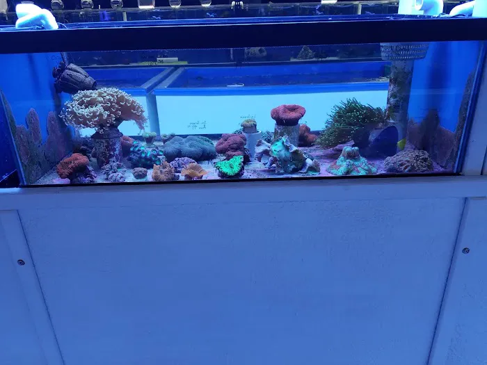 The Aquarium & Fish Store Picture 5