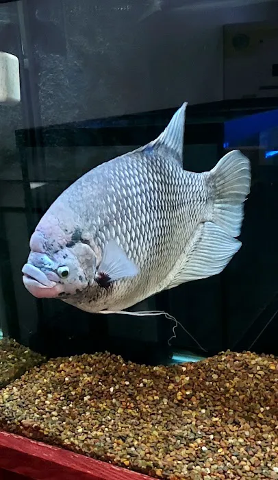 The Aquarium & Fish Store Picture 2