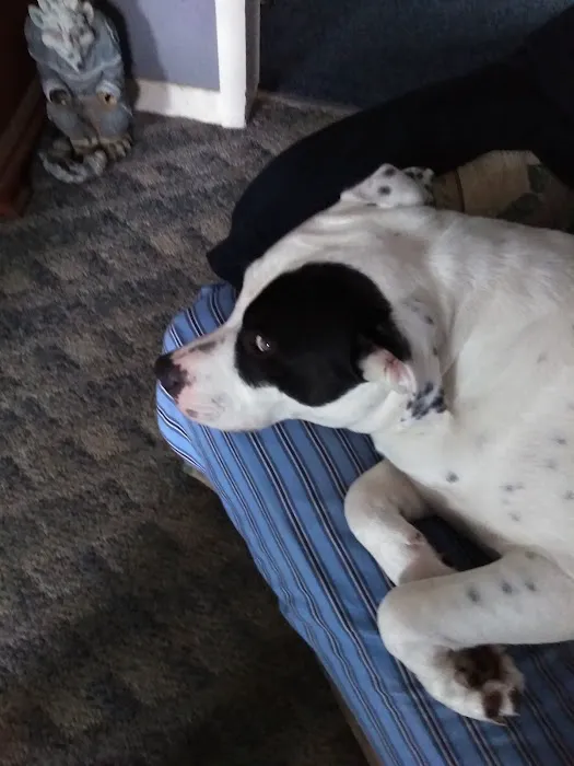 Spencer Animal Hospital Picture 7