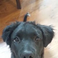 Spencer Animal Hospital ico