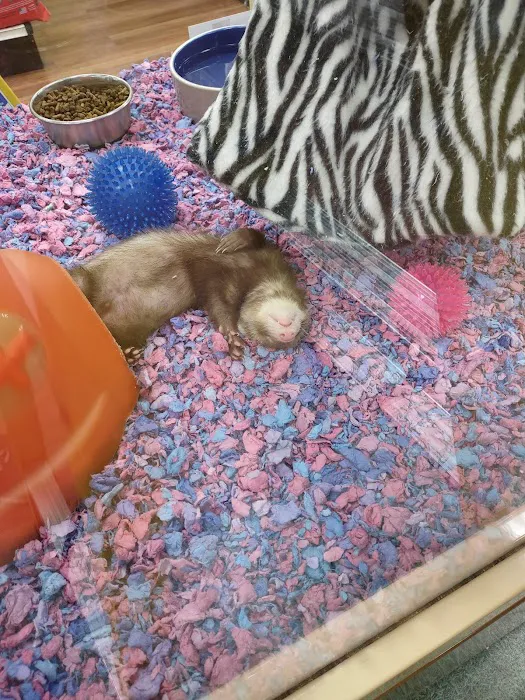 Pet Supermarket Picture 5