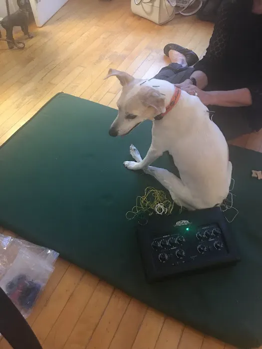 Bright Sky Veterinary Acupuncture Picture 2