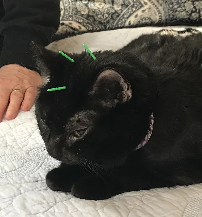 Bright Sky Veterinary Acupuncture Picture 1
