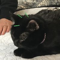 Bright Sky Veterinary Acupuncture ico