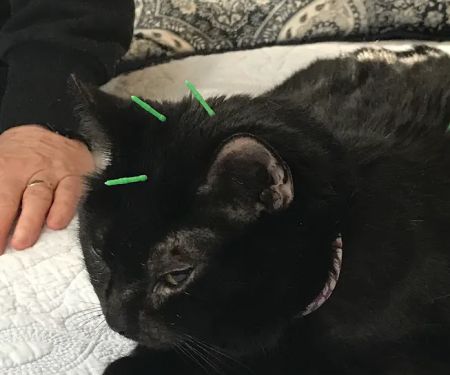 Bright Sky Veterinary Acupuncture