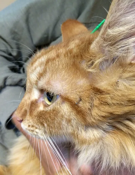 Bright Sky Veterinary Acupuncture Picture 6