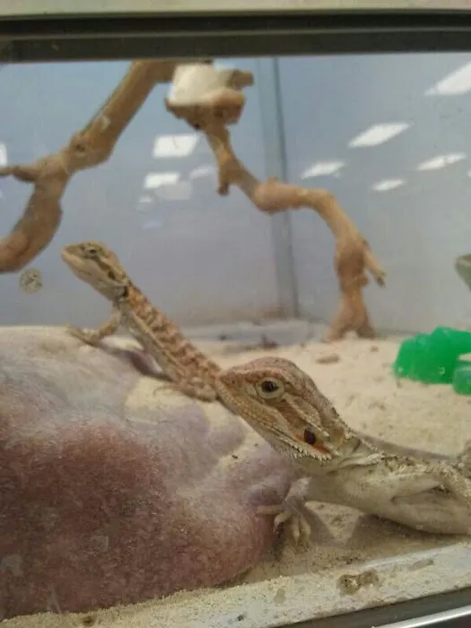 Pet Supermarket Picture 4