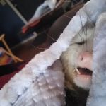 Janet L. Swanson Wildlife Hospital