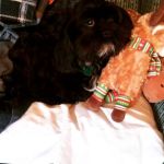 Ithaca Veterinary Housecall