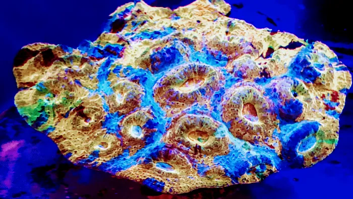 The Coral Corral Picture 9