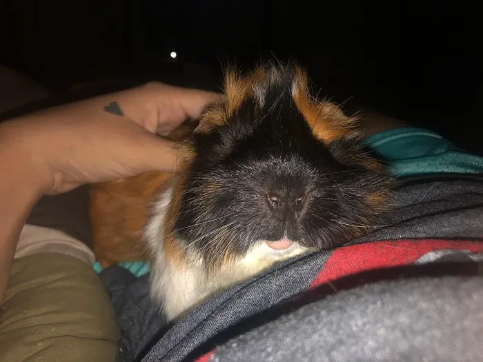 Briar Patch Veterinary Hospital Picture 8