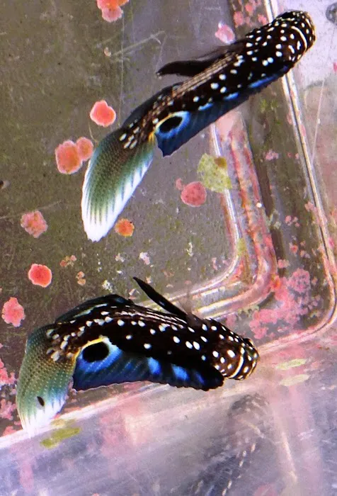 FISH and other ICHTHY stuff Picture 6