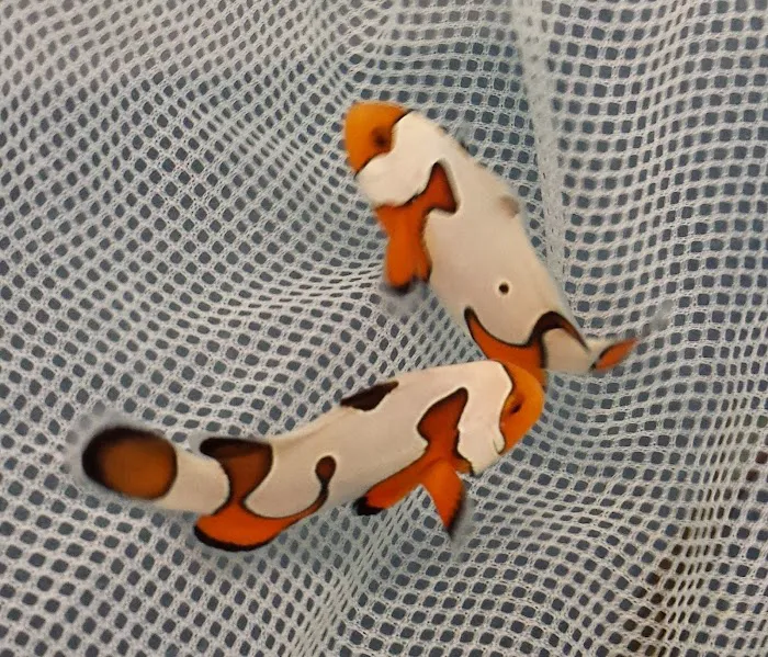 FISH and other ICHTHY stuff Picture 8