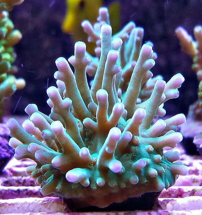 FISH and other ICHTHY stuff Picture 7